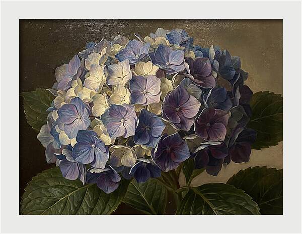 Hydrangea Bloom Serenity