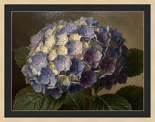 Hydrangea Bloom Serenity