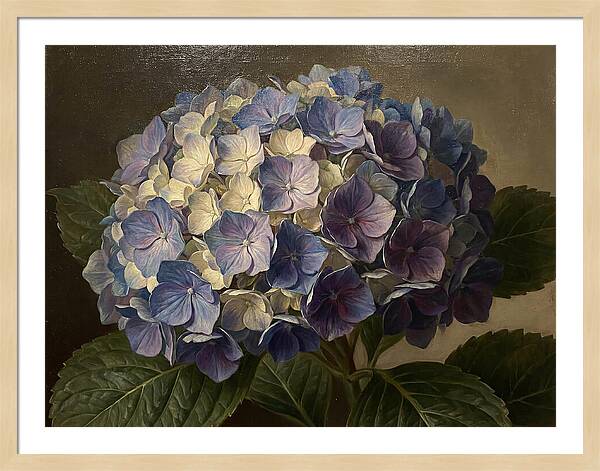 Hydrangea Bloom Serenity