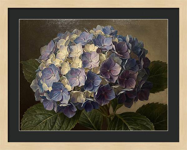 Hydrangea Bloom Serenity