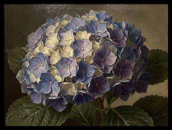 Hydrangea Bloom Serenity