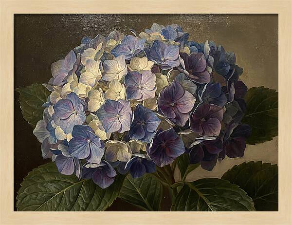 Hydrangea Bloom Serenity