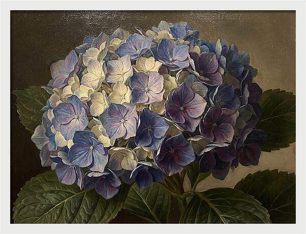 Hydrangea Bloom Serenity
