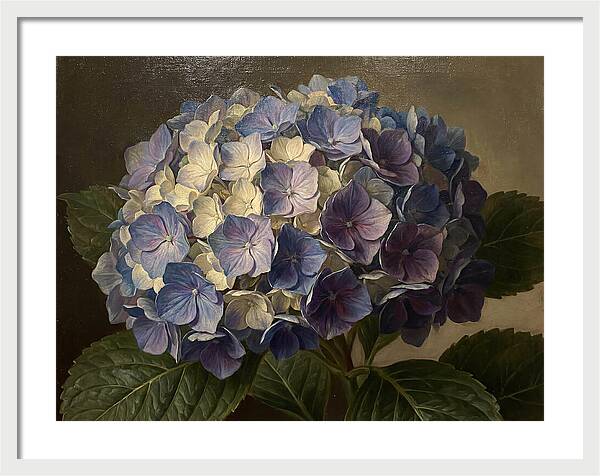 Hydrangea Bloom Serenity