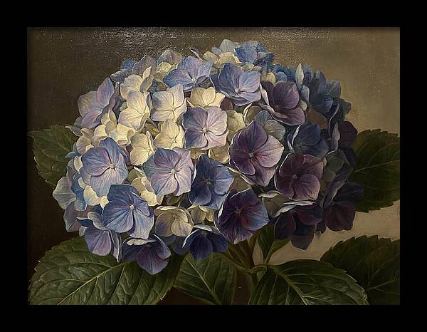 Hydrangea Bloom Serenity