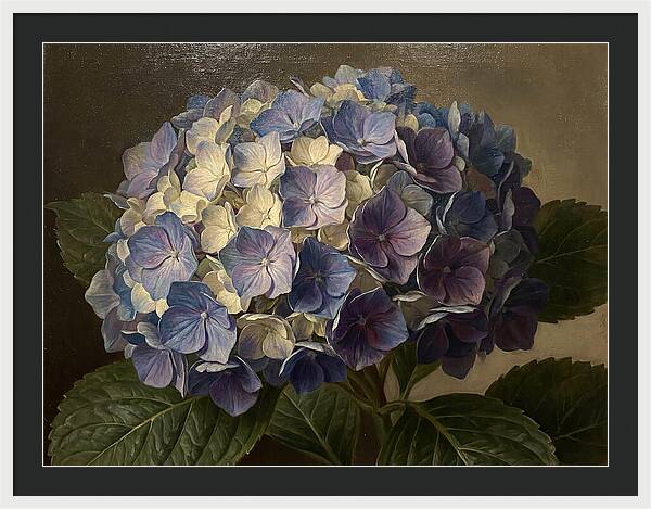 Hydrangea Bloom Serenity