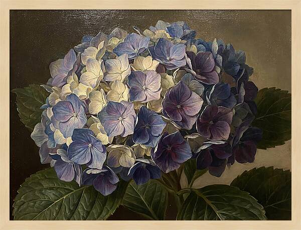 Hydrangea Bloom Serenity