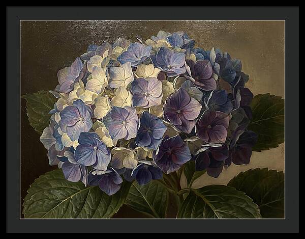 Hydrangea Bloom Serenity