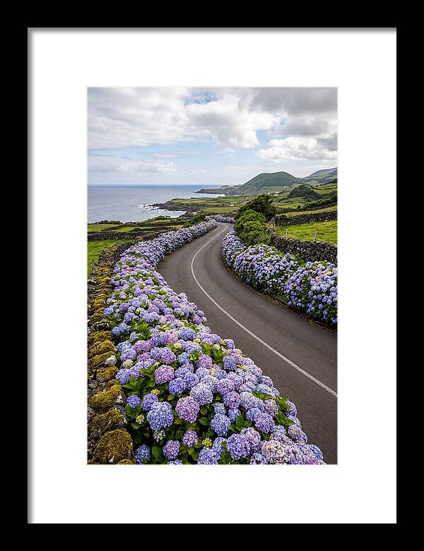 Hydrangea Blooms Along Coastal Road