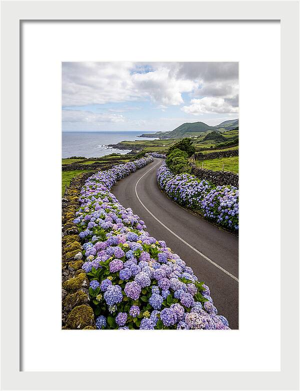 Hydrangea Blooms Along Coastal Road