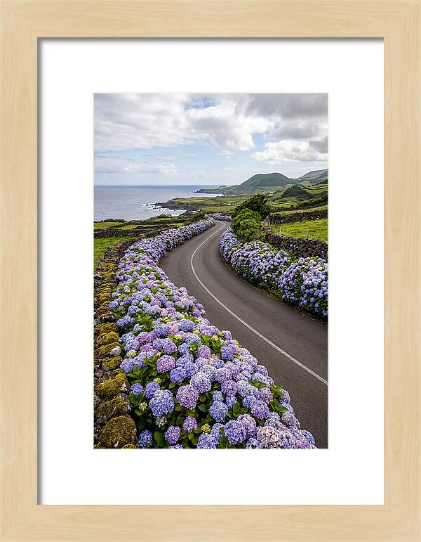 Hydrangea Blooms Along Coastal Road