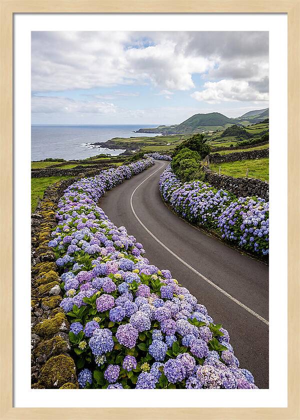 Hydrangea Blooms Along Coastal Road