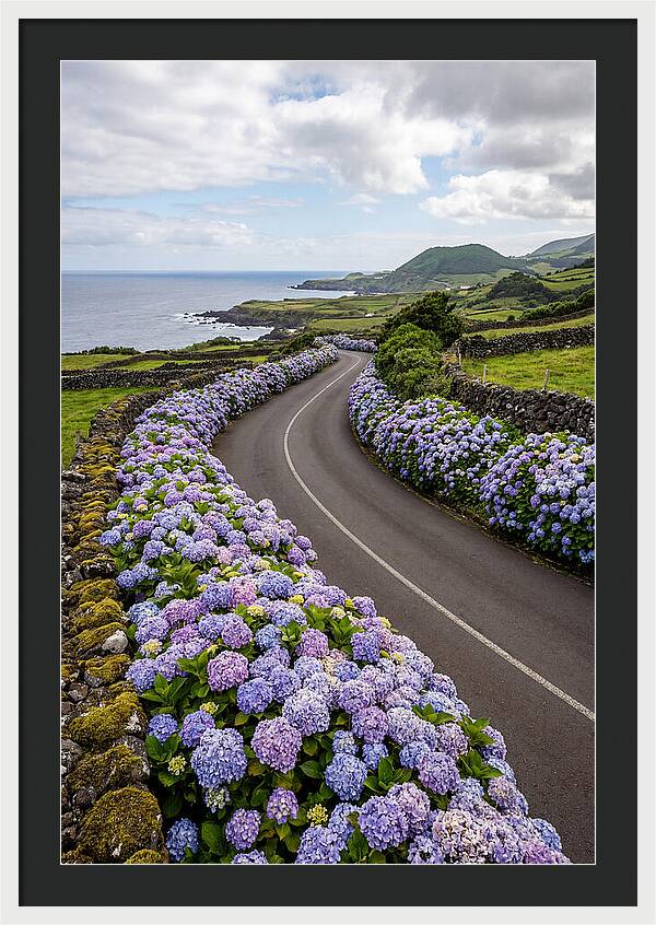 Hydrangea Blooms Along Coastal Road