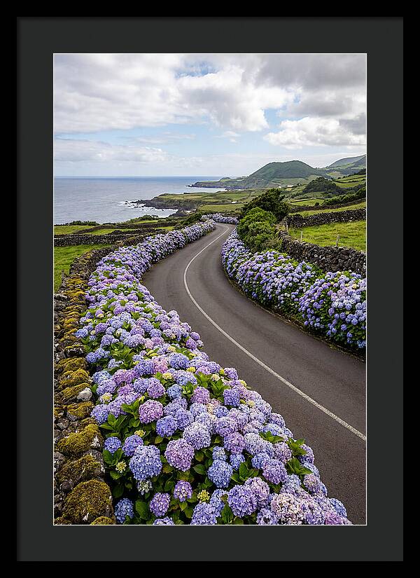 Hydrangea Blooms Along Coastal Road