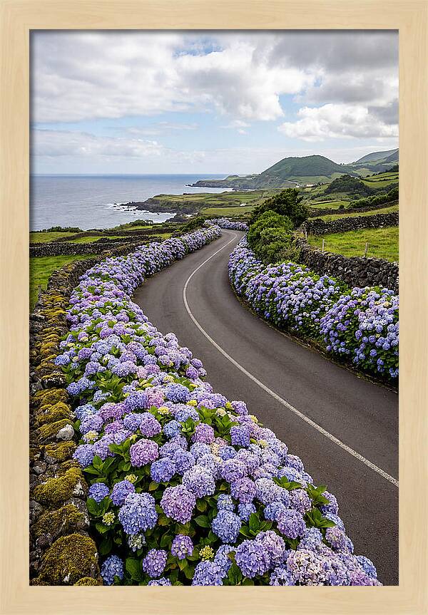 Hydrangea Blooms Along Coastal Road