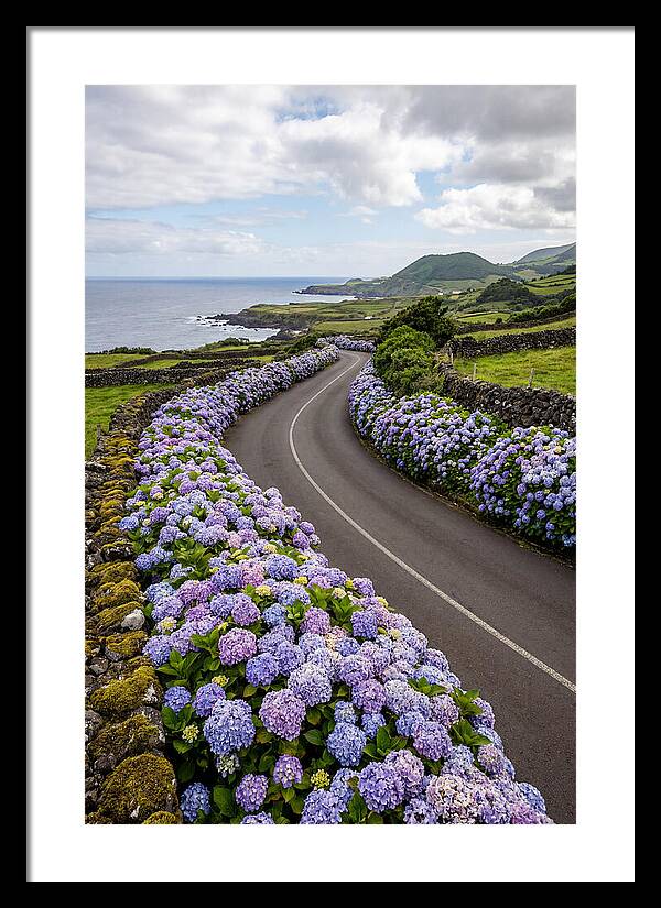 Hydrangea Blooms Along Coastal Road