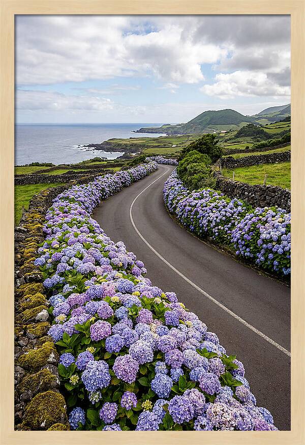 Hydrangea Blooms Along Coastal Road