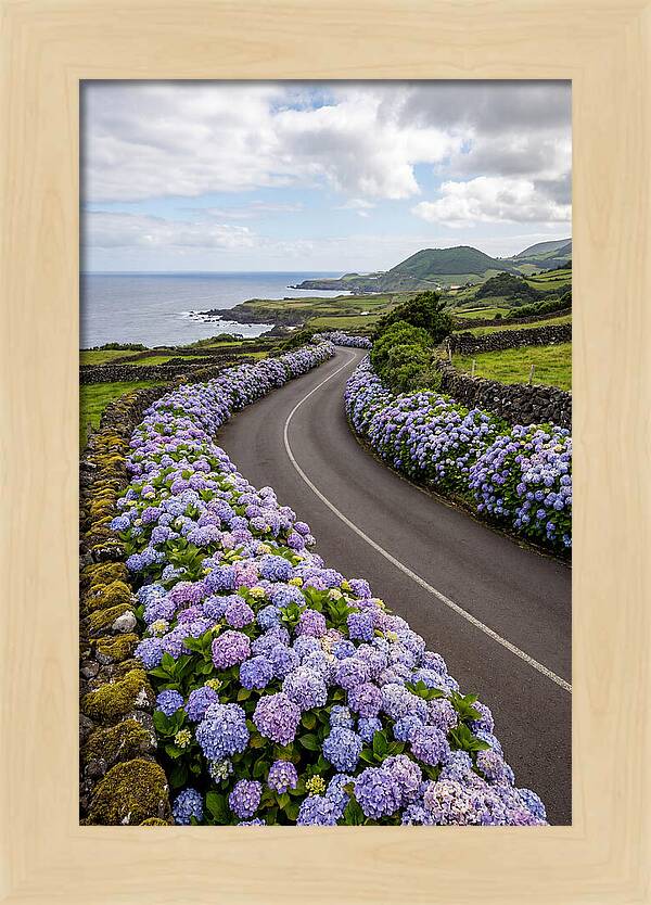 Hydrangea Blooms Along Coastal Road