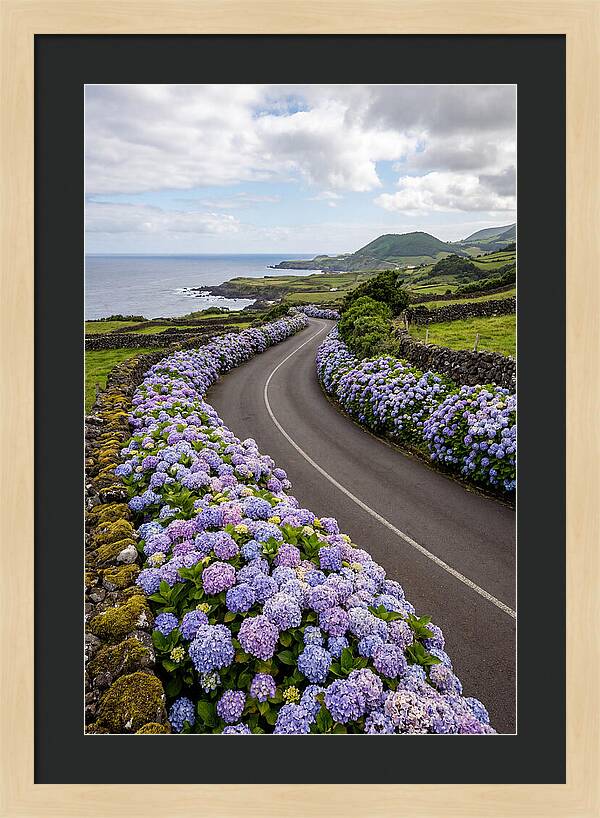Hydrangea Blooms Along Coastal Road