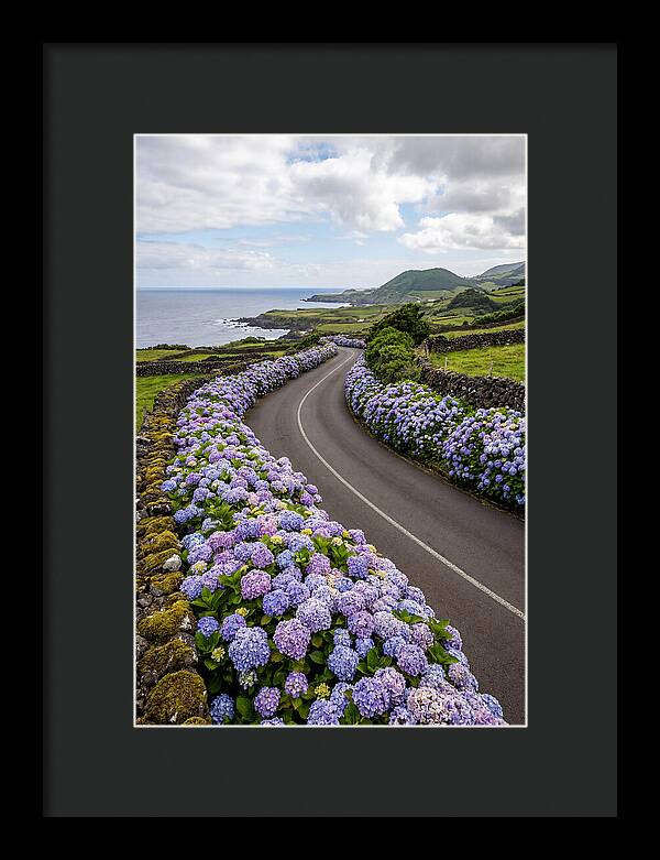 Hydrangea Blooms Along Coastal Road