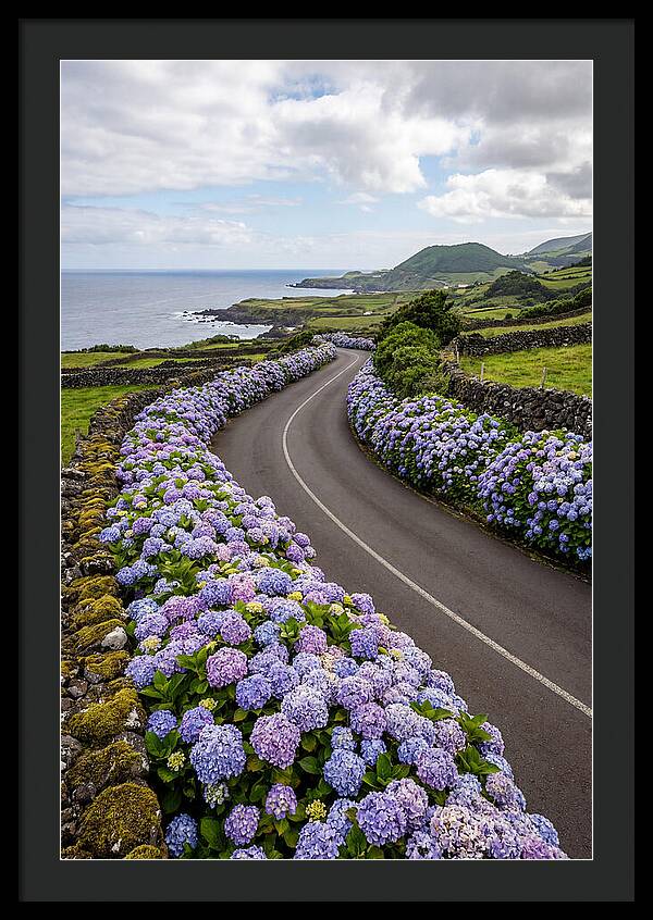 Hydrangea Blooms Along Coastal Road