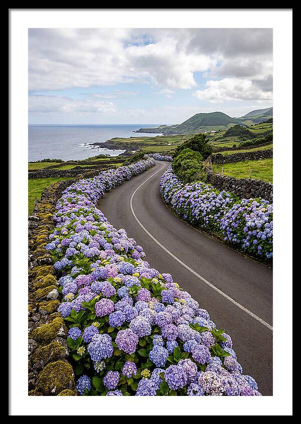 Hydrangea Blooms Along Coastal Road