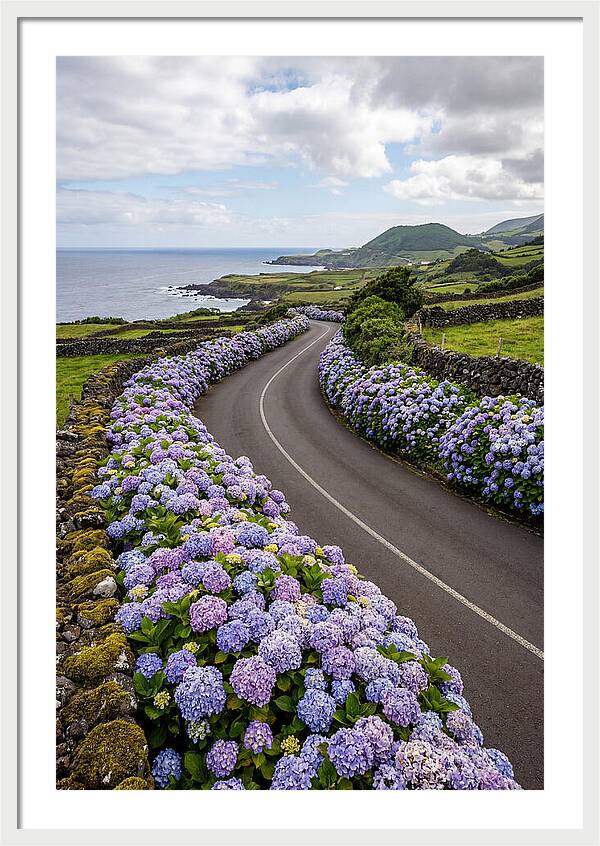 Hydrangea Blooms Along Coastal Road