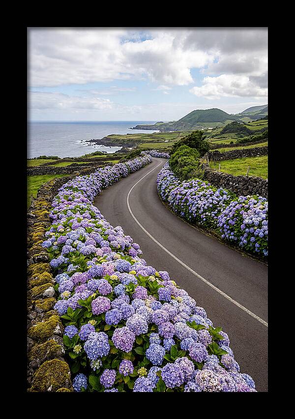 Hydrangea Blooms Along Coastal Road