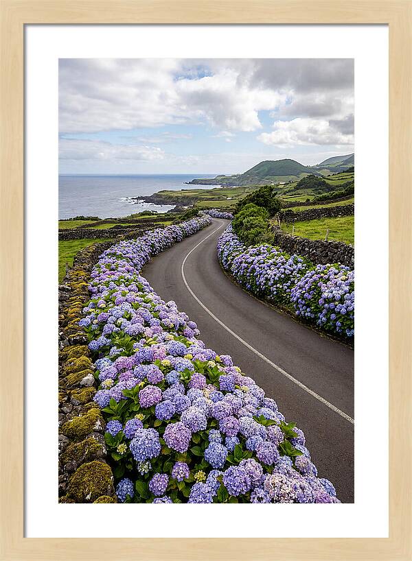 Hydrangea Blooms Along Coastal Road