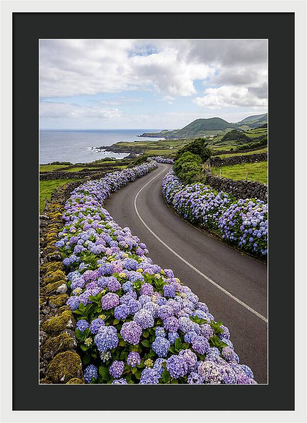 Hydrangea Blooms Along Coastal Road