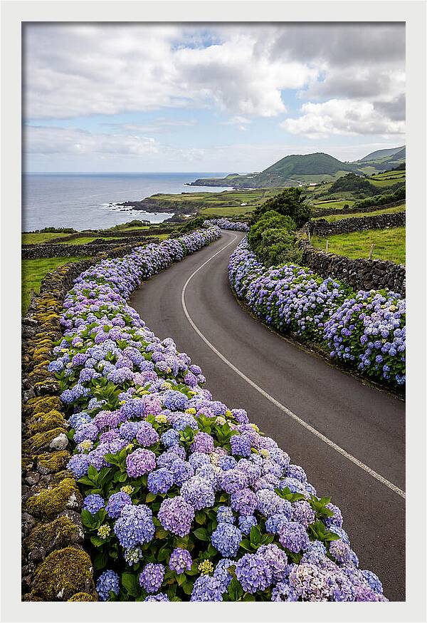 Hydrangea Blooms Along Coastal Road