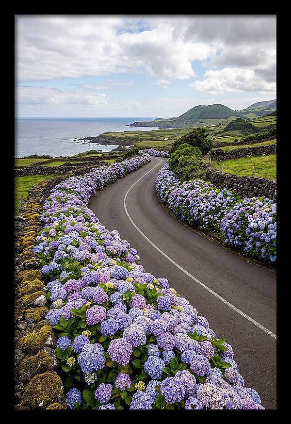 Hydrangea Blooms Along Coastal Road