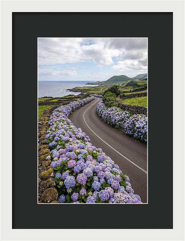 Hydrangea Blooms Along Coastal Road