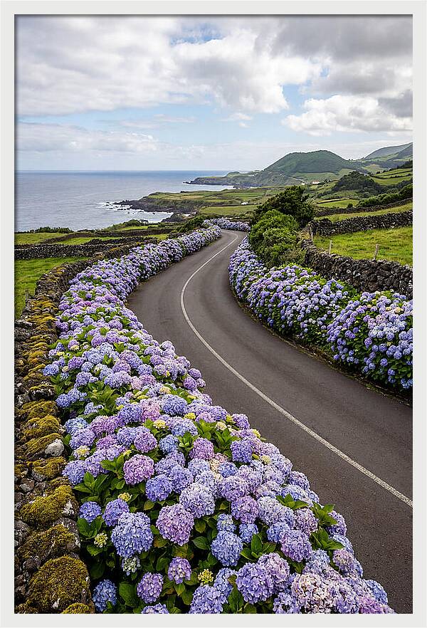 Hydrangea Blooms Along Coastal Road