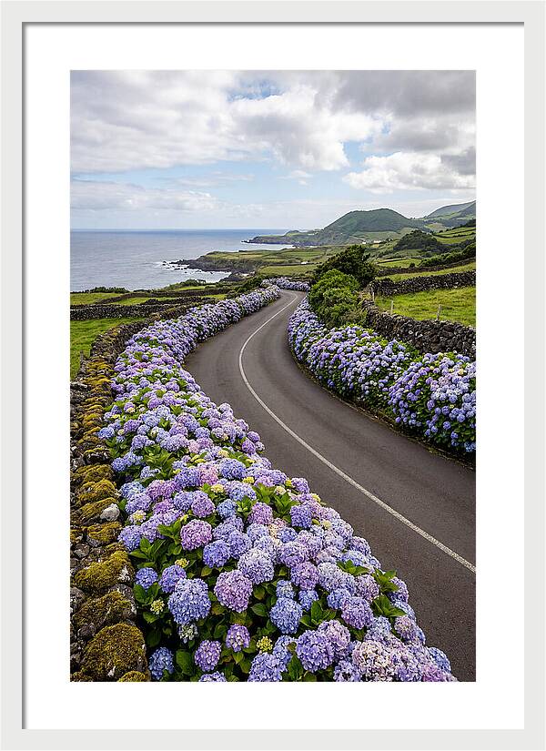 Hydrangea Blooms Along Coastal Road