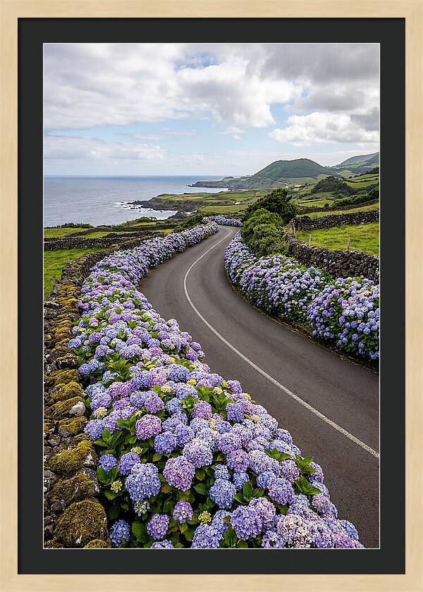 Hydrangea Blooms Along Coastal Road