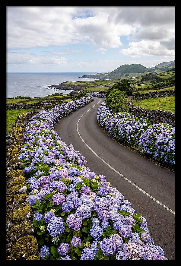 Hydrangea Blooms Along Coastal Road