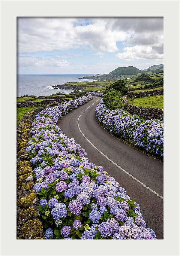 Hydrangea Blooms Along Coastal Road