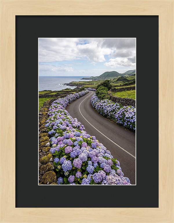 Hydrangea Blooms Along Coastal Road