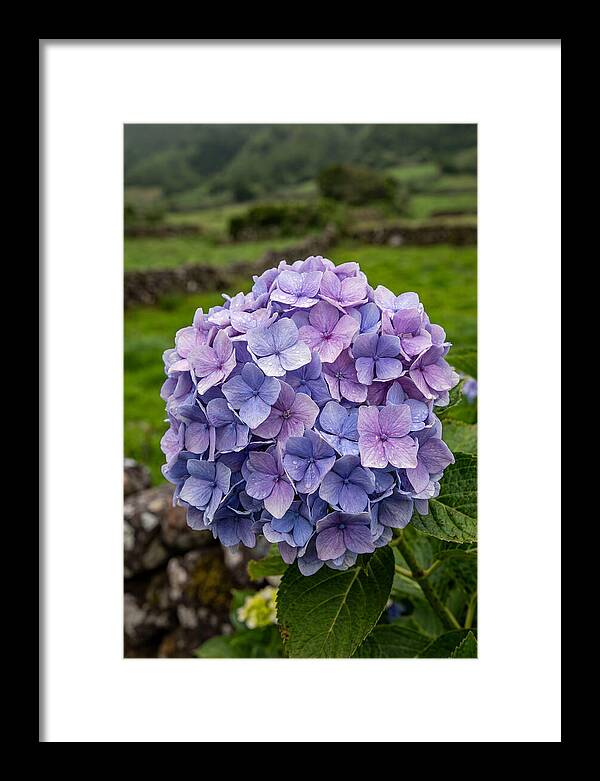 Hydrangea Blooms In Azores