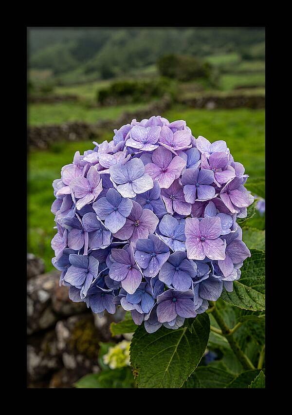 Hydrangea Blooms In Azores
