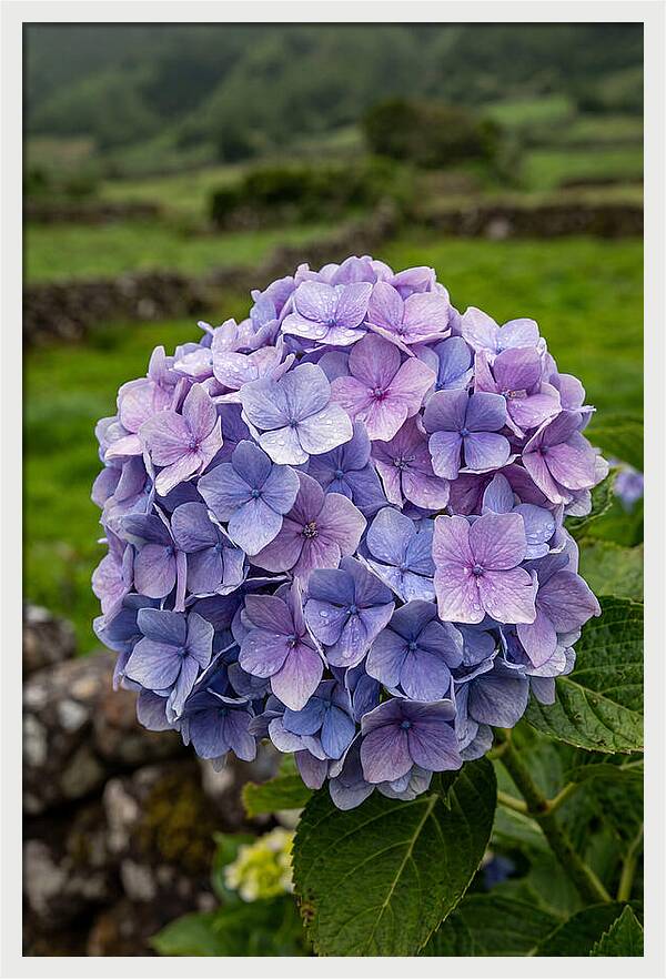 Hydrangea Blooms In Azores