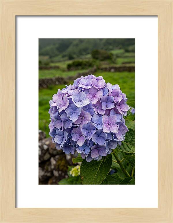 Hydrangea Blooms In Azores