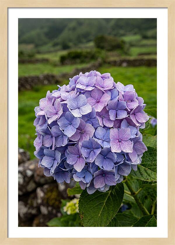 Hydrangea Blooms In Azores