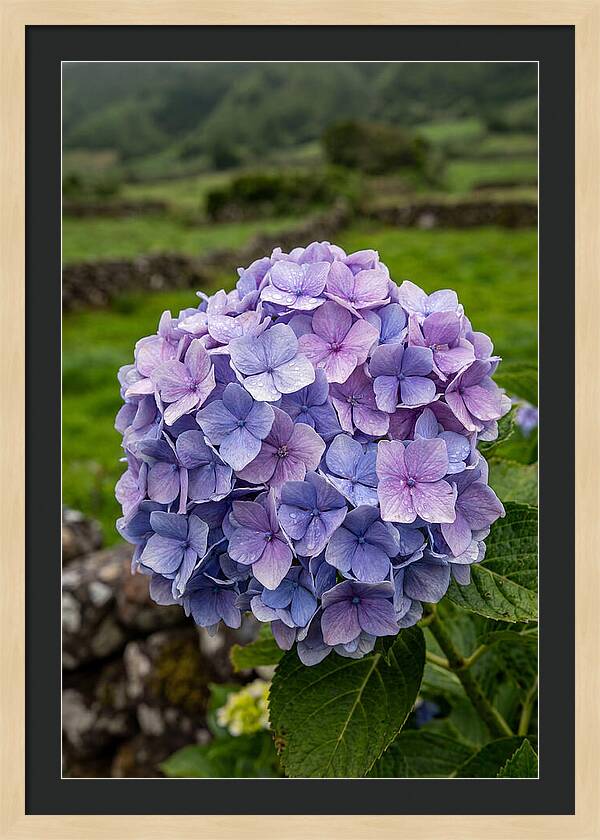 Hydrangea Blooms In Azores