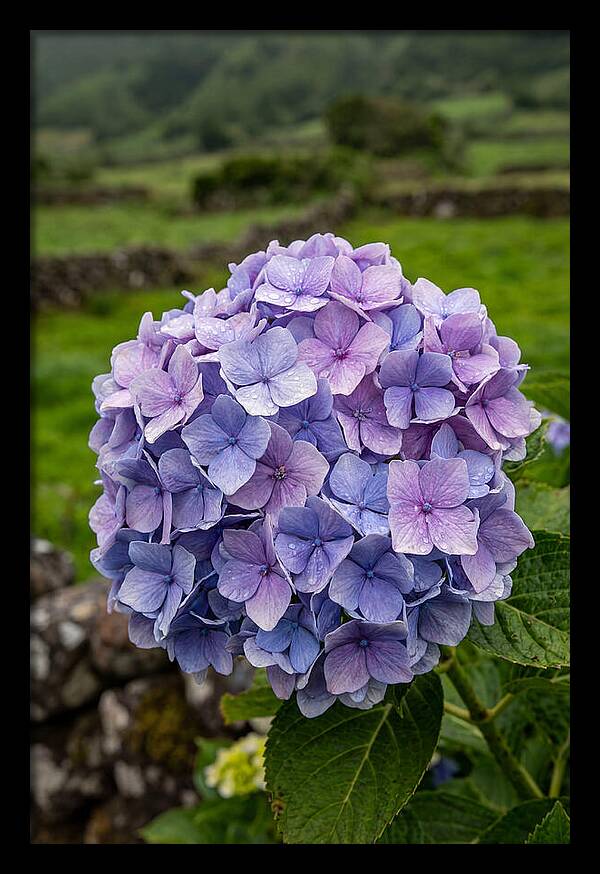 Hydrangea Blooms In Azores
