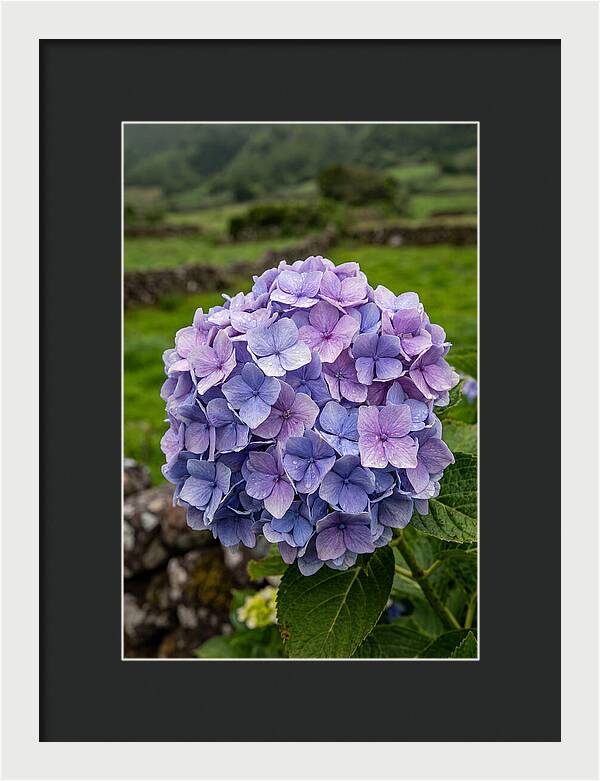 Hydrangea Blooms In Azores