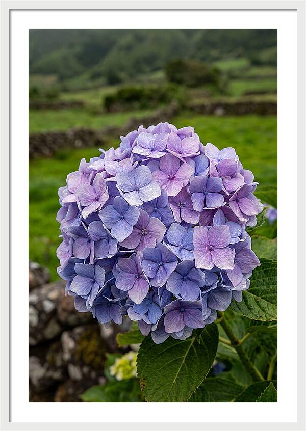 Hydrangea Blooms In Azores