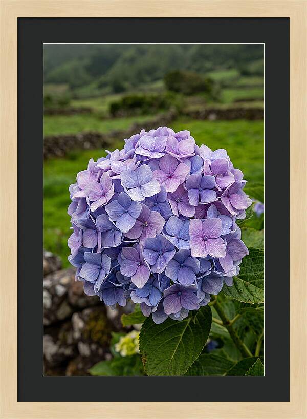 Hydrangea Blooms In Azores