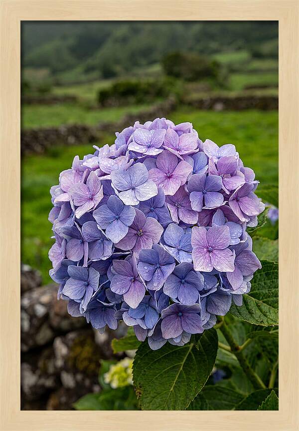 Hydrangea Blooms In Azores